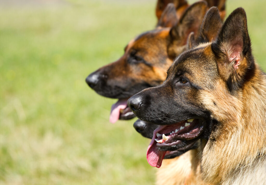 2 dogs side by side with tongues out
